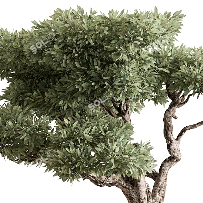 Bonsai Beauty: Indoor Plant Elegance 3D model image 2