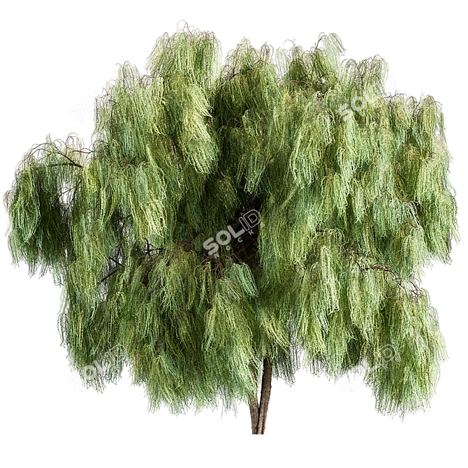 Willow-Tree Set 238 3D model image 1