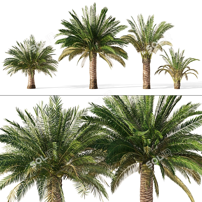 Variety Sago Palm Tree Collection 3D model image 1