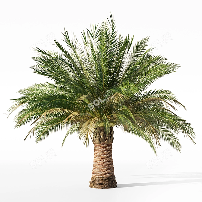 Variety Sago Palm Tree Collection 3D model image 2