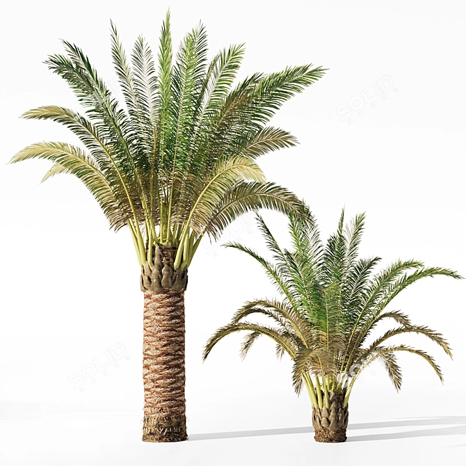Variety Sago Palm Tree Collection 3D model image 3