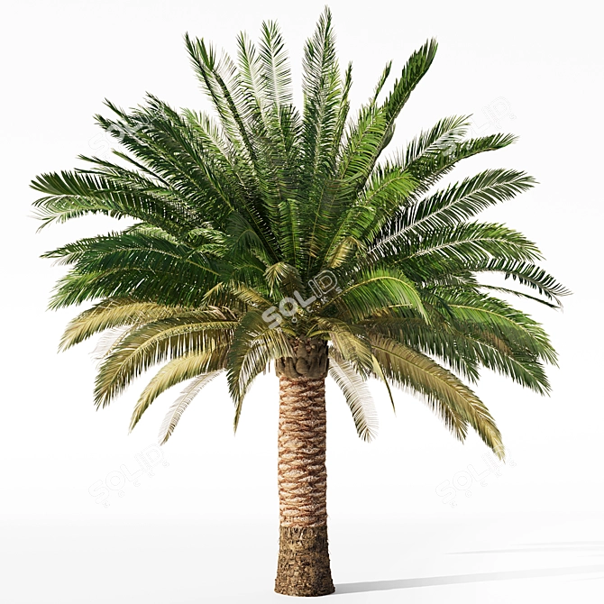 Variety Sago Palm Tree Collection 3D model image 4