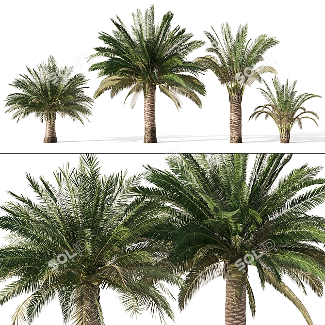 Variety Sago Palm Tree Collection 3D model image 6