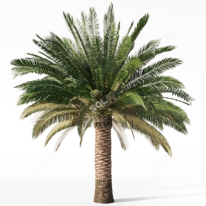 Variety Sago Palm Tree Collection 3D model image 7
