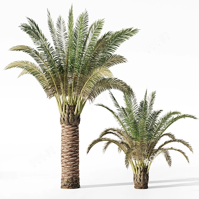Variety Sago Palm Tree Collection 3D model image 8