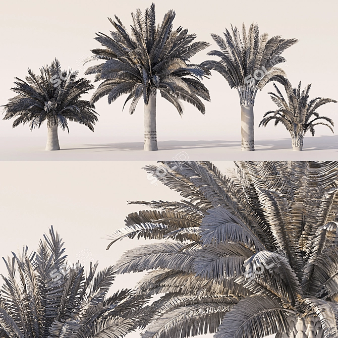 Variety Sago Palm Tree Collection 3D model image 10