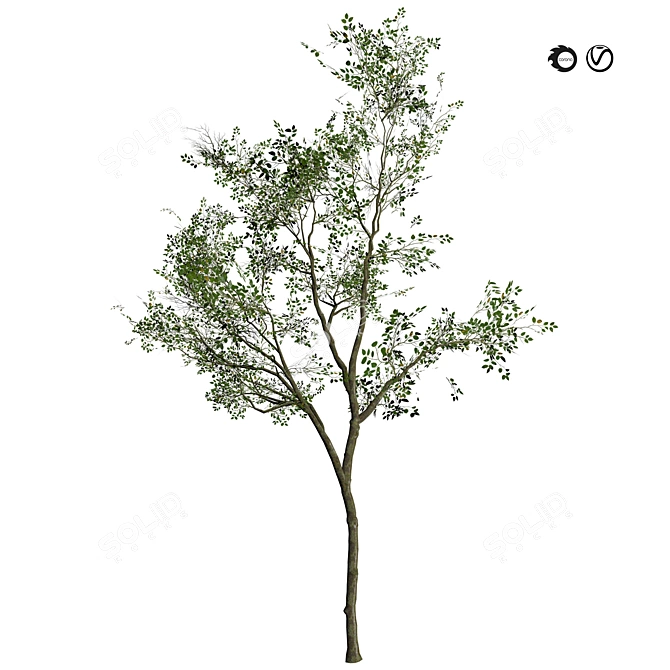 Silver Birch Tree 3D Model 3D model image 1