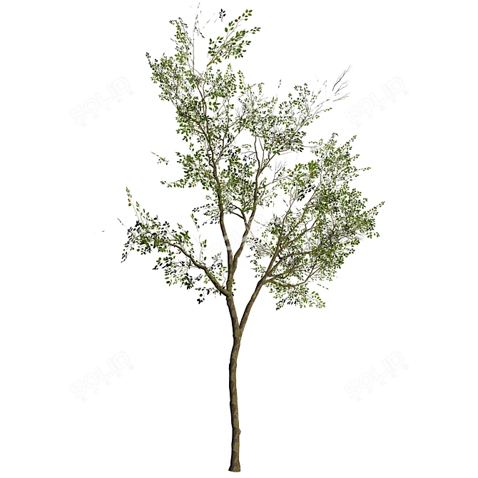 Silver Birch Tree 3D Model 3D model image 2