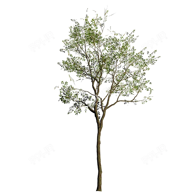 Silver Birch Tree 3D Model 3D model image 3