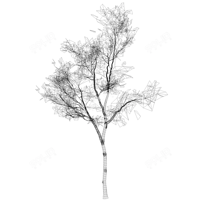 Silver Birch Tree 3D Model 3D model image 4