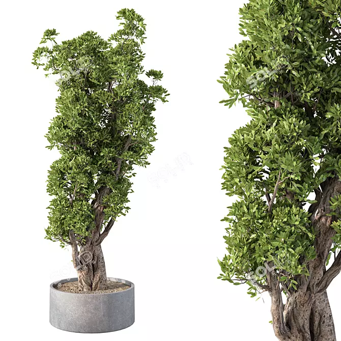 Modern Greenery for Interior Decor 3D model image 1