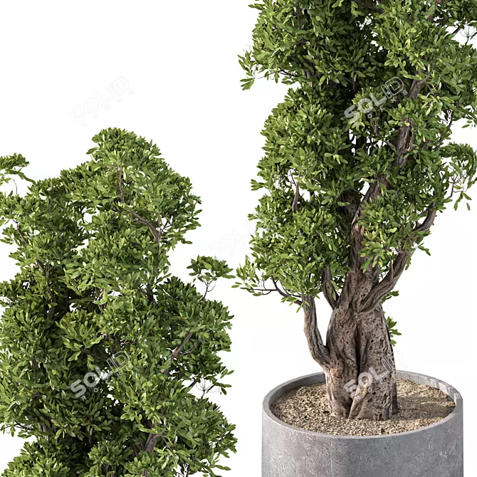 Modern Greenery for Interior Decor 3D model image 2