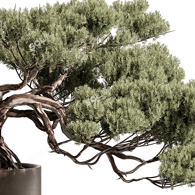 Mini Bonsai Potted Plant 3D model image 3