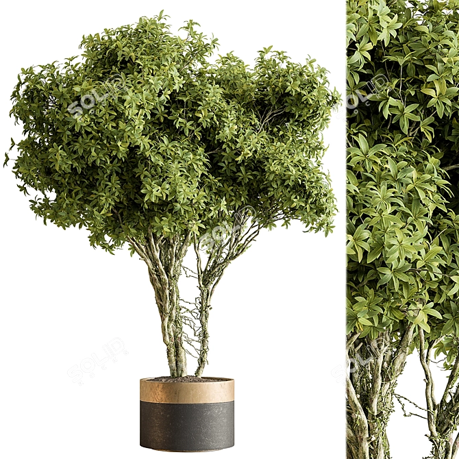 Indoor Tree in Pot Display 3D model image 1