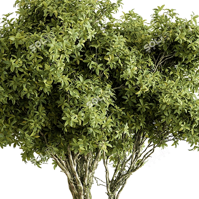 Indoor Tree in Pot Display 3D model image 2