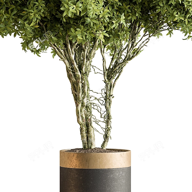 Indoor Tree in Pot Display 3D model image 3