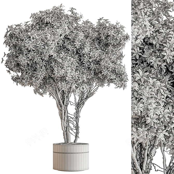 Indoor Tree in Pot Display 3D model image 4