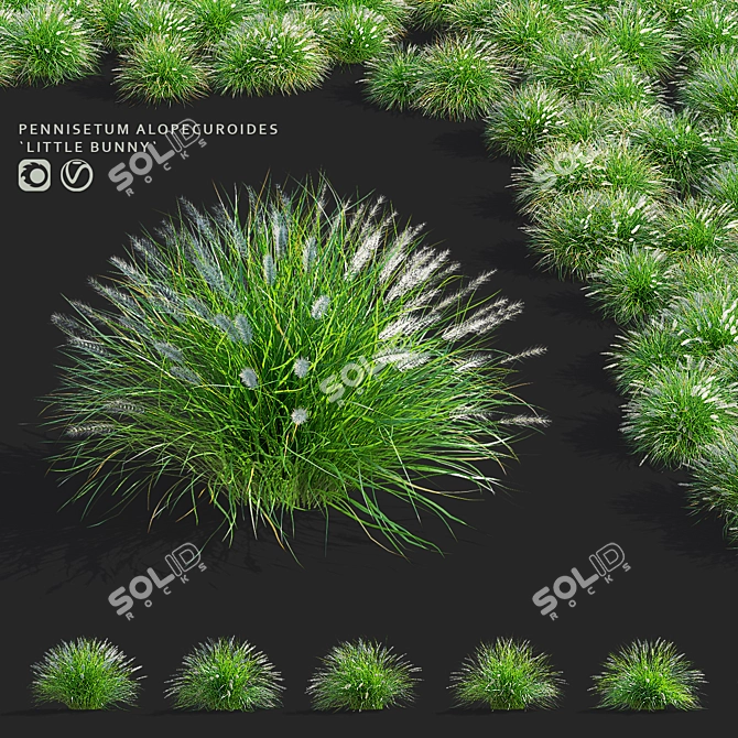 Compact Decorative Ornamental Grasses 3D model image 1