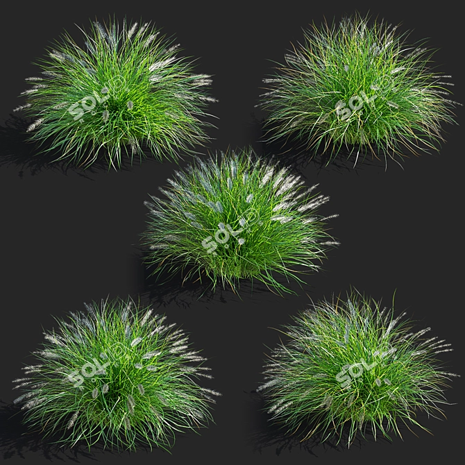 Compact Decorative Ornamental Grasses 3D model image 2