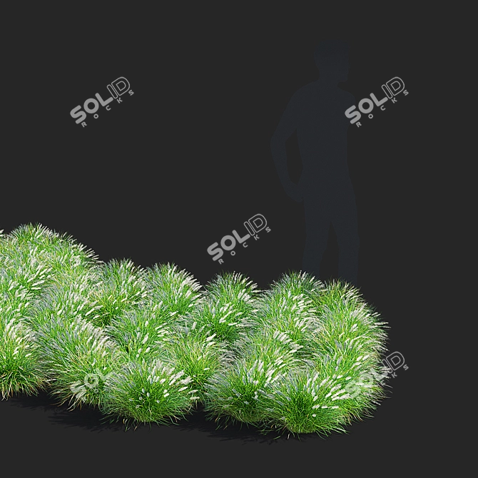 Compact Decorative Ornamental Grasses 3D model image 3