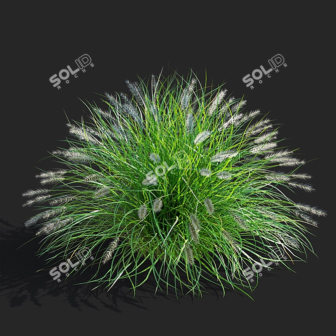 Compact Decorative Ornamental Grasses 3D model image 4