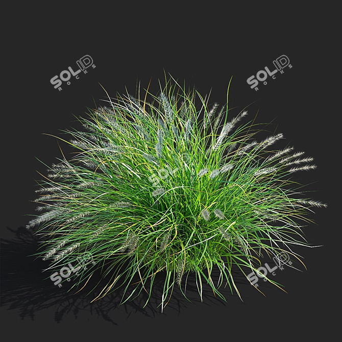 Compact Decorative Ornamental Grasses 3D model image 5