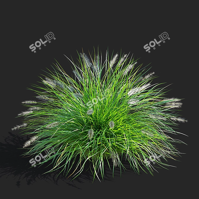 Compact Decorative Ornamental Grasses 3D model image 6