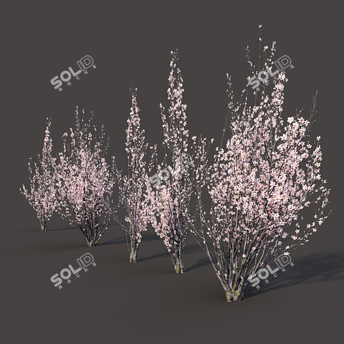 Prunus Amanogawa Flagpole Cherry 3D model image 2