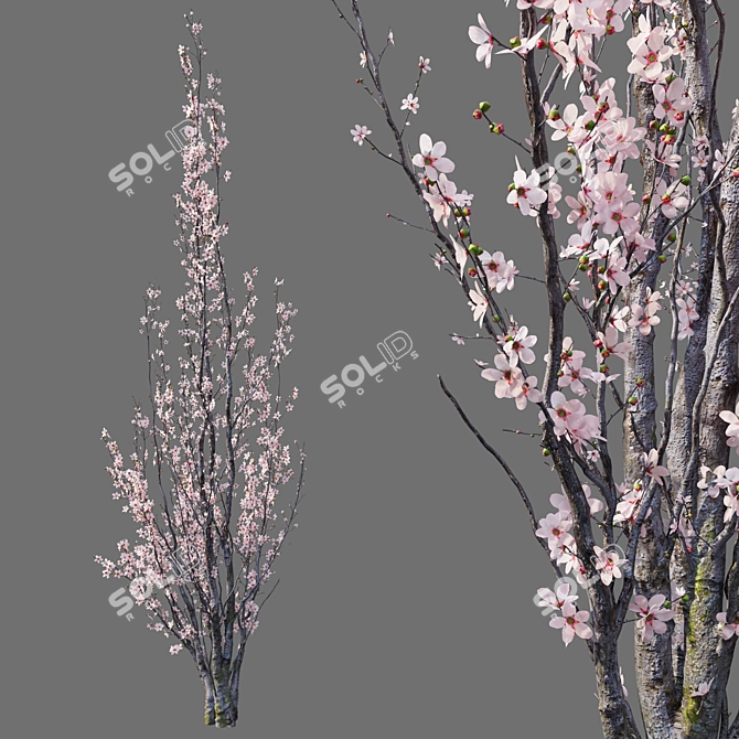 Prunus Amanogawa Flagpole Cherry 3D model image 3