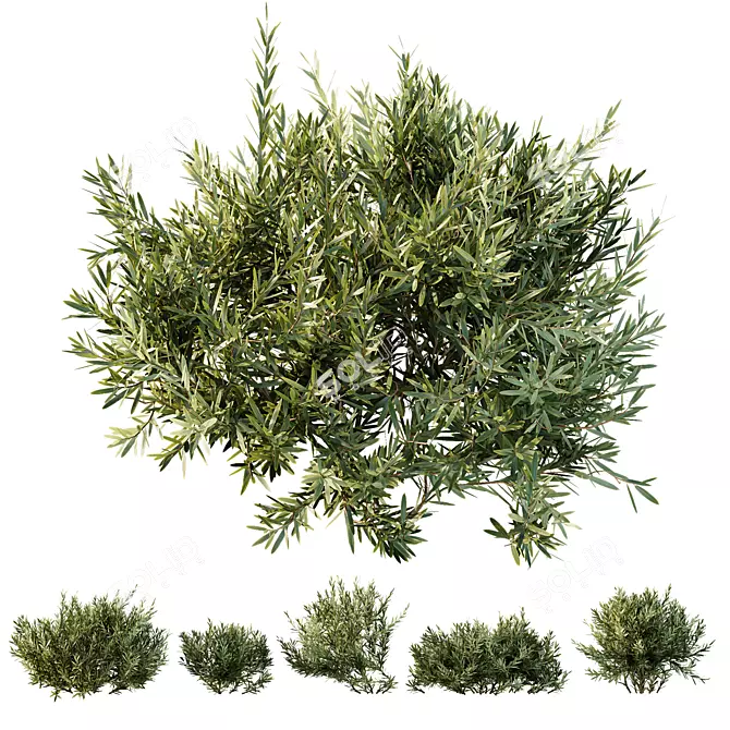 Dwarf Olive Bush 3D Models 3D model image 1