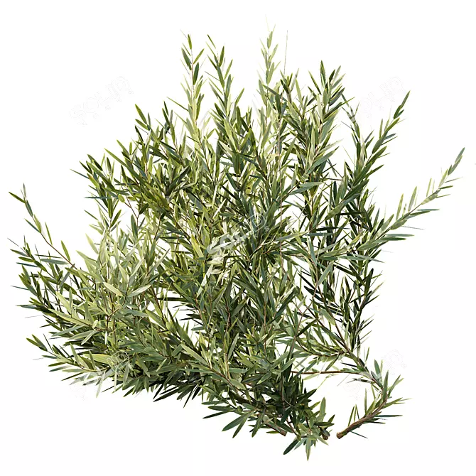 Dwarf Olive Bush 3D Models 3D model image 2