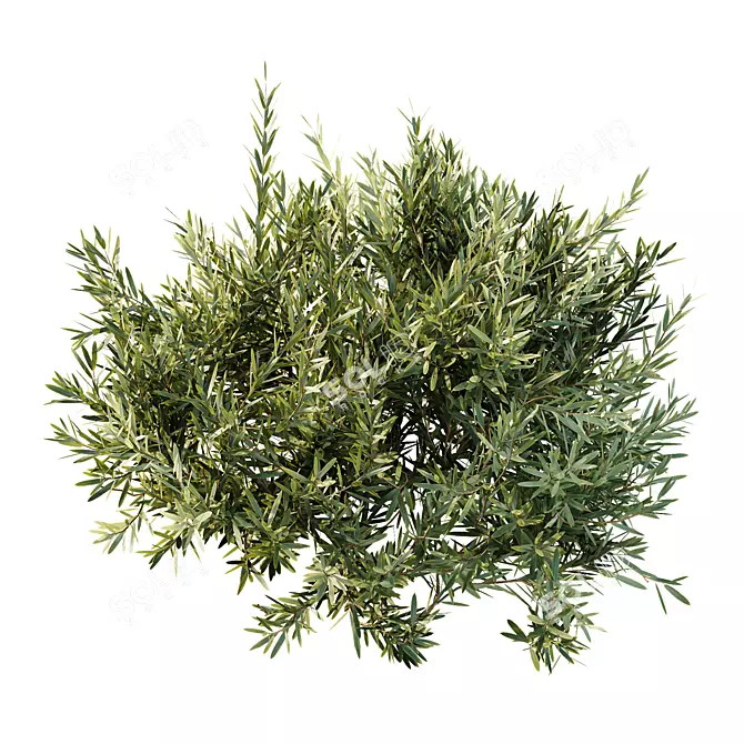 Dwarf Olive Bush 3D Models 3D model image 3