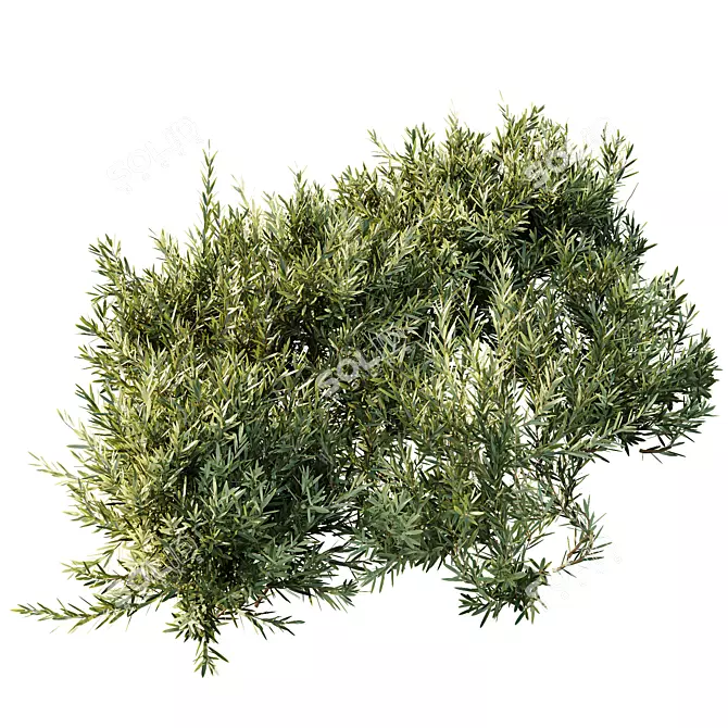 Dwarf Olive Bush 3D Models 3D model image 4