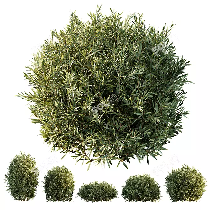 Dwarf Olive Topiary Hedge Bush 3D model image 1