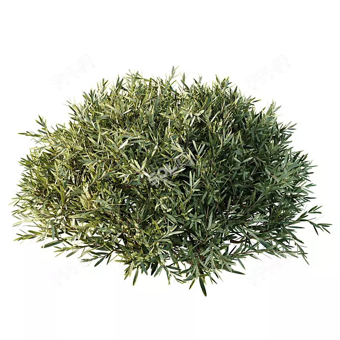 Dwarf Olive Topiary Hedge Bush 3D model image 2