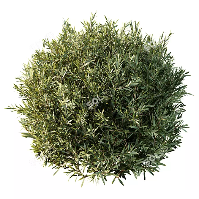 Dwarf Olive Topiary Hedge Bush 3D model image 3