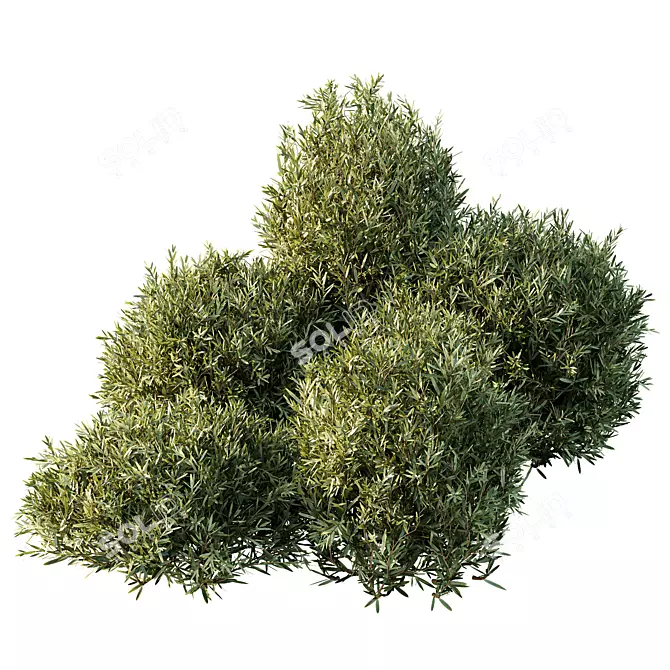 Dwarf Olive Topiary Hedge Bush 3D model image 4