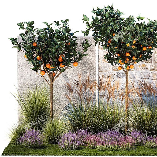 Citrus Collection with Lavender & Ornamental Grasses 3D model image 2