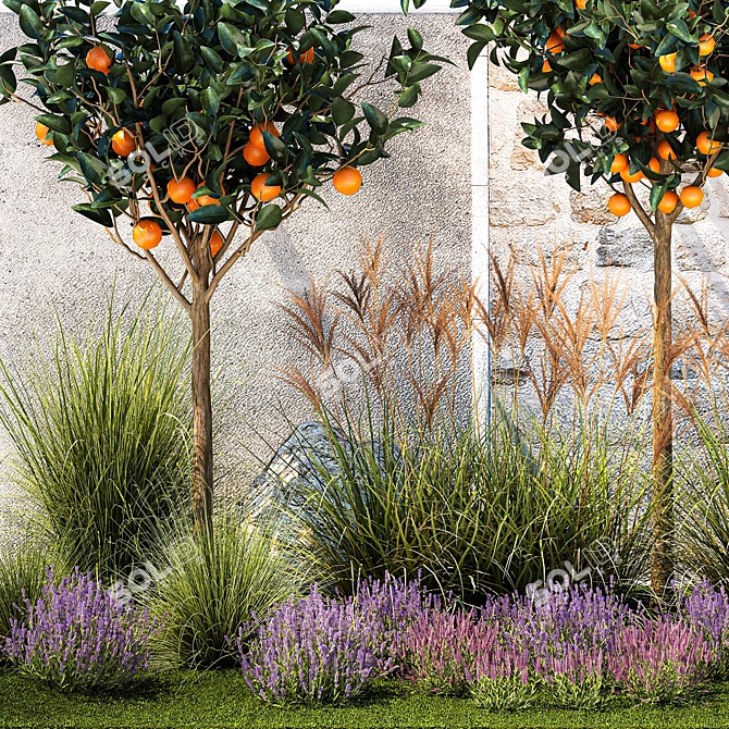 Citrus Collection with Lavender & Ornamental Grasses 3D model image 5