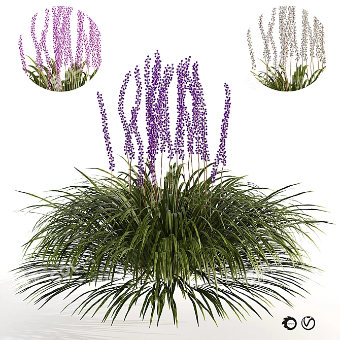 Liriope Muscari 3D Flower Model 3D model image 1