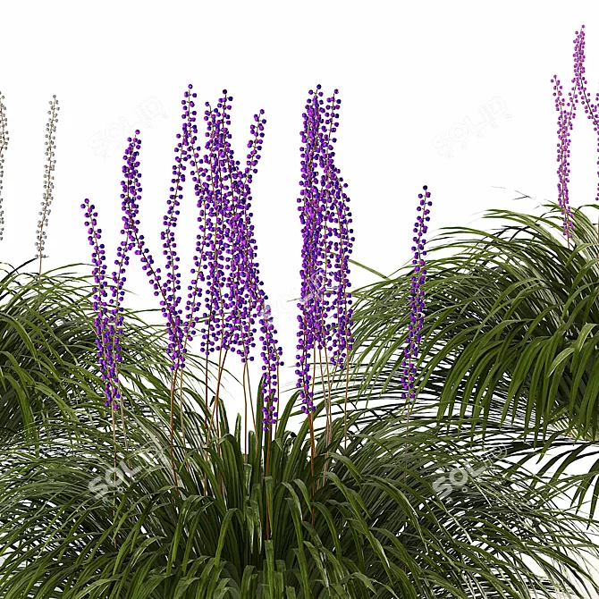 Liriope Muscari 3D Flower Model 3D model image 2