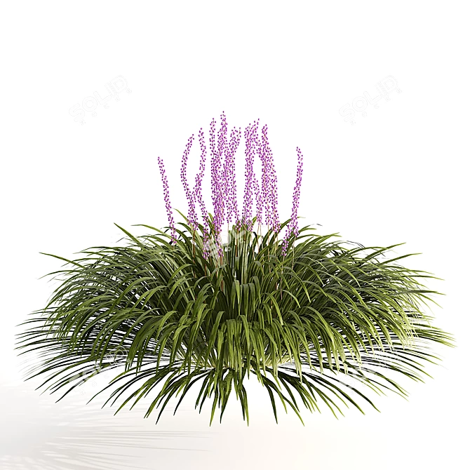 Liriope Muscari 3D Flower Model 3D model image 3