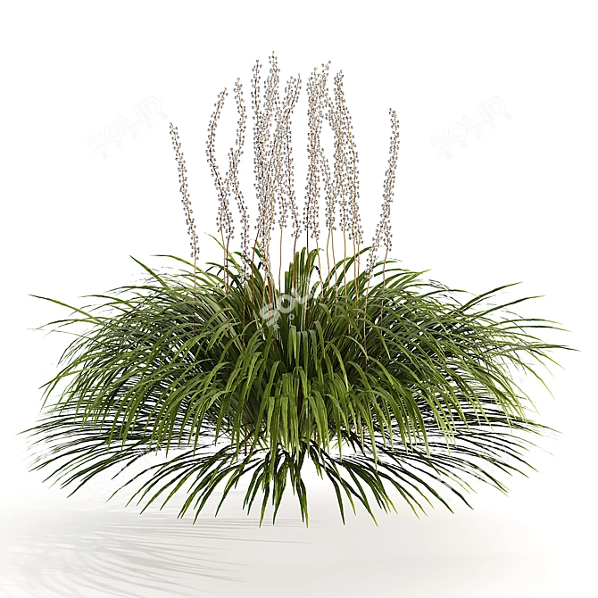 Liriope Muscari 3D Flower Model 3D model image 4