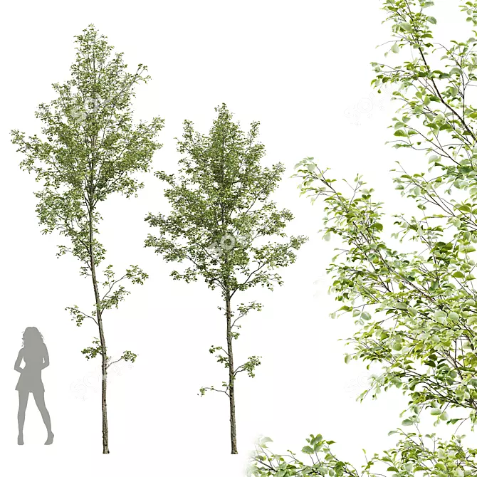 Alnus Glutinosa 3D Model Set 3D model image 1