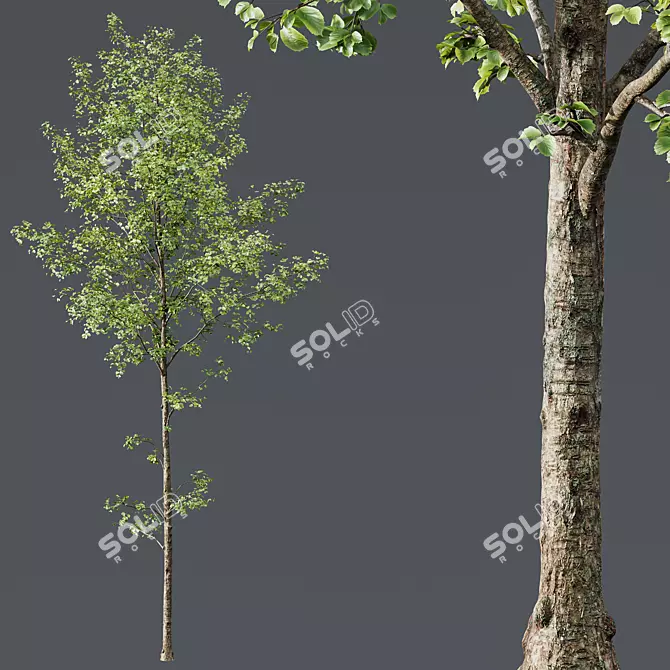 Alnus Glutinosa 3D Model Set 3D model image 2