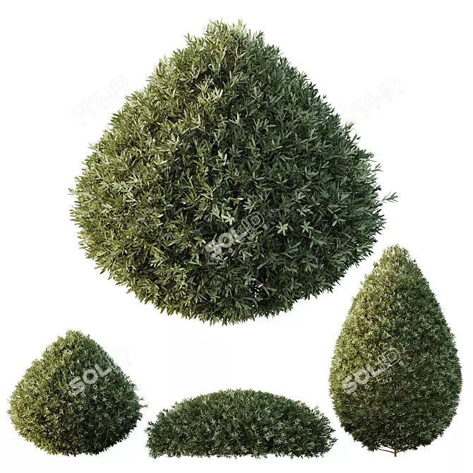 Dwarf Olive Bush HQ Version 3D model image 1