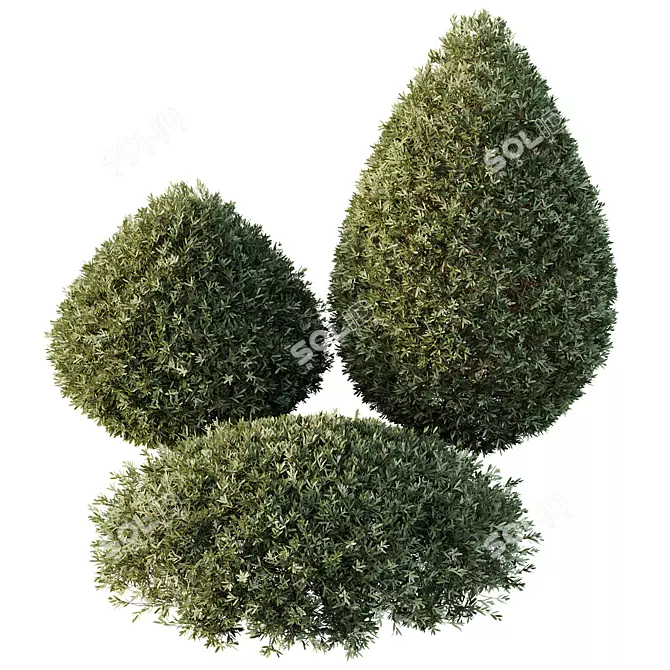 Dwarf Olive Bush HQ Version 3D model image 2