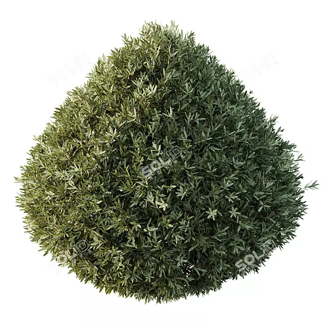 Dwarf Olive Bush HQ Version 3D model image 3