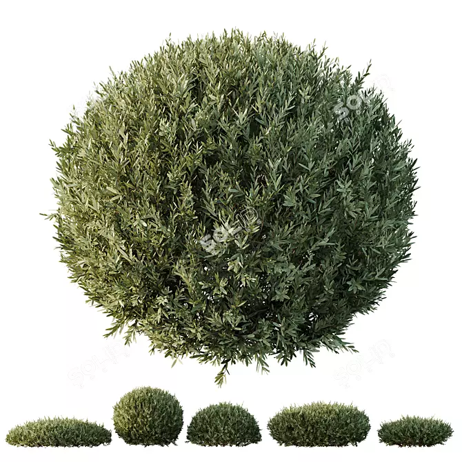 Dwarf Olive Topiary Shrub Model 3D model image 1