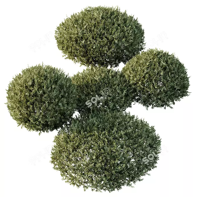 Dwarf Olive Topiary Shrub Model 3D model image 2